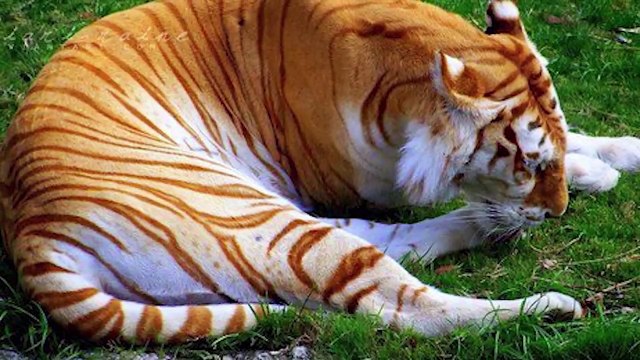 RUTHLESS Hunting Moments of BIG Cats Pet Spot