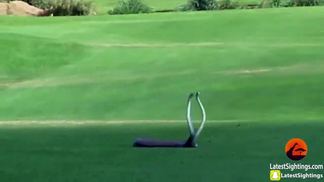 2 Black Mamba Snakes Fighting on Golf Course