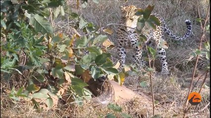 2 Leopards VS 1 Huge Python