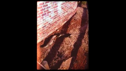 2 Monitor Lizards Mating