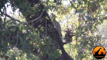 3 Leopards Lose Their Kill To A Crocodile - 1 September 2013 - Latest Sightings