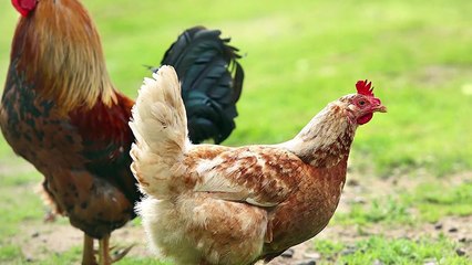 11 Moments When Animals Messed With The Wrong Opponent   Pet Spot
