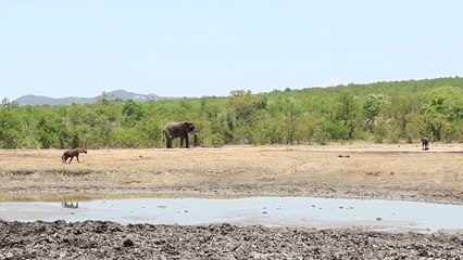 11 Times Hyenas Messed With The Wrong Animals   Pet Spot