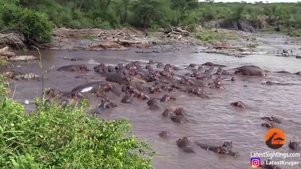 30+ Hippos Attack One Crocodile