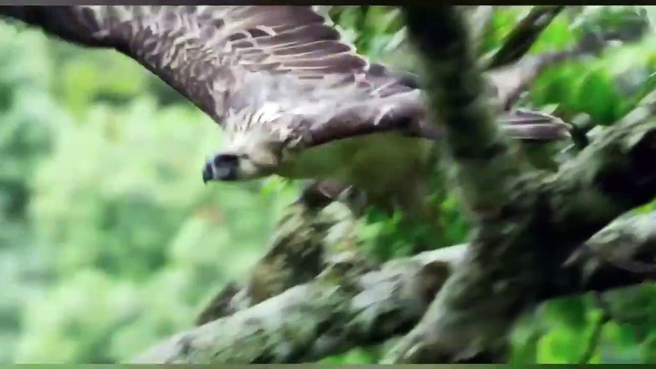 BALD EAGLE VS PHILIPPINE EAGLE - Which is the Strongest