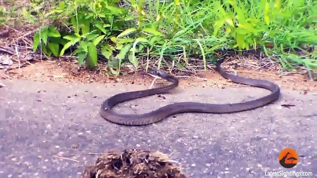 Battle Between a Boomslang Snake and a Flap-Necked Chameleon