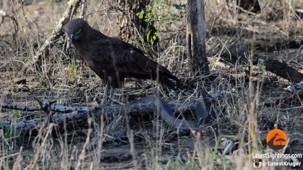 Cobra vs Brown Snake Eagle - Latest Wildlife Sightings