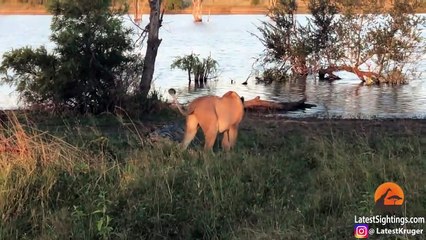 Cornered Crocodile is Forced to Attack 5 Lions