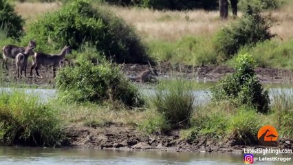 Crocodile Gives Waterbuck a Second Chance