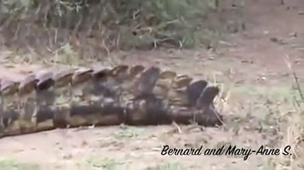 Huge Crocodile Eating Warthog in the Road