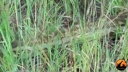 Huge Python in Car's Engine