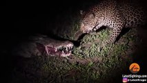 Leopard Eats Food Right Out a Crocodile's Mouth