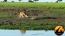 Lion Kills Crocodile and Then Doesn't Want to Share - Latest Wildlife Sightings