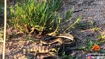 Lizard Fights Snake to Try Escape