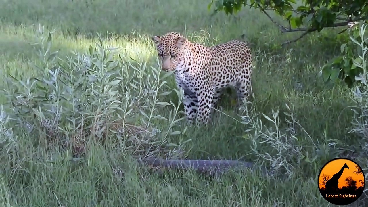 Monitor Lizard Tries To Give a Leopard a Slap - Latest Wildlife Sightings