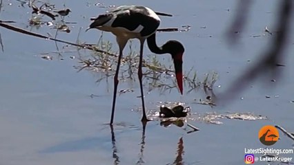 Saddle-Billed Stork Fishing for a Snake