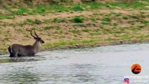 Waterbuck Escapes the Jaws of a Crocodile