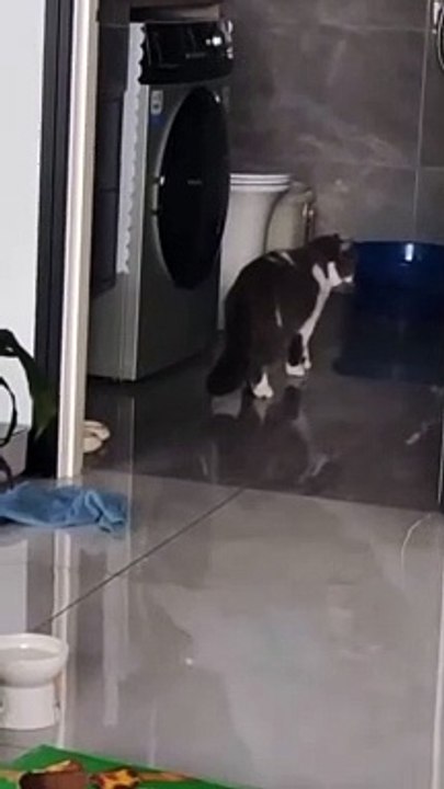 FUNNY CAT 2023 (2)