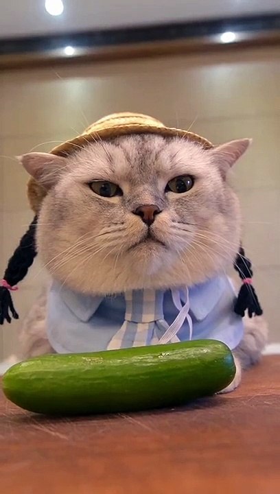 FUNNY CAT 2023 (4)