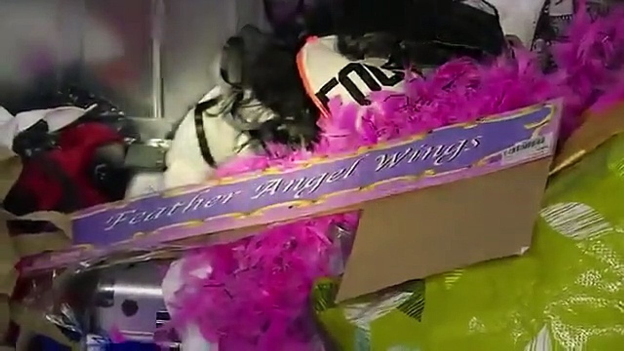 Storage Wars Canada - Se2 - Ep14 HD Watch