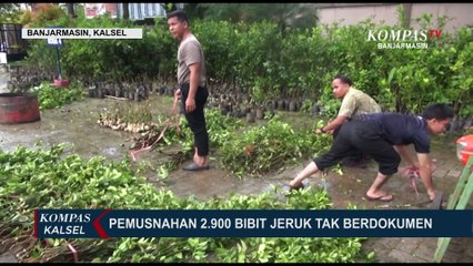 Balai Karantina Pertanian Banjarmasin Musnahkan 2.900 Bibit Jeruk Tidak Berdokumen