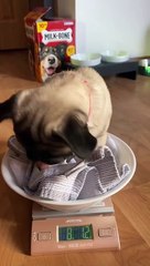 8 Pounds of Cuteness