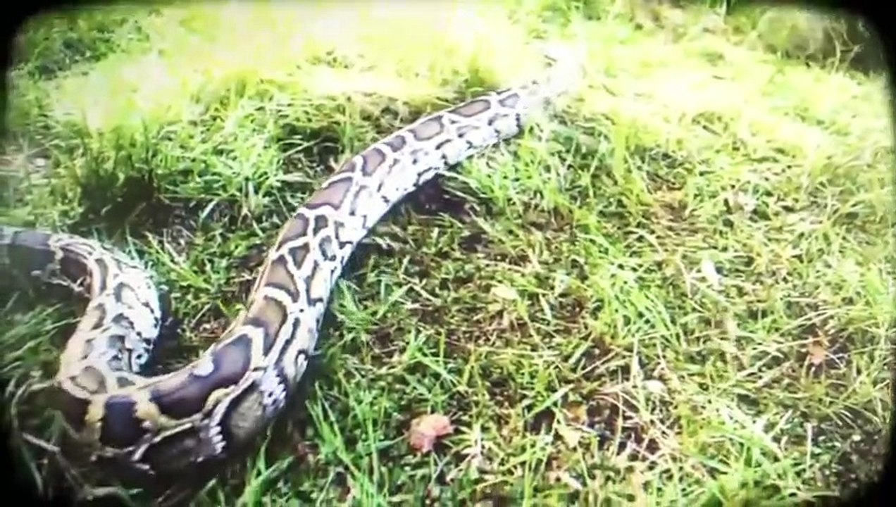 Guardians of the Glades - Se2 - Ep06 - Snake Bait HD Watch