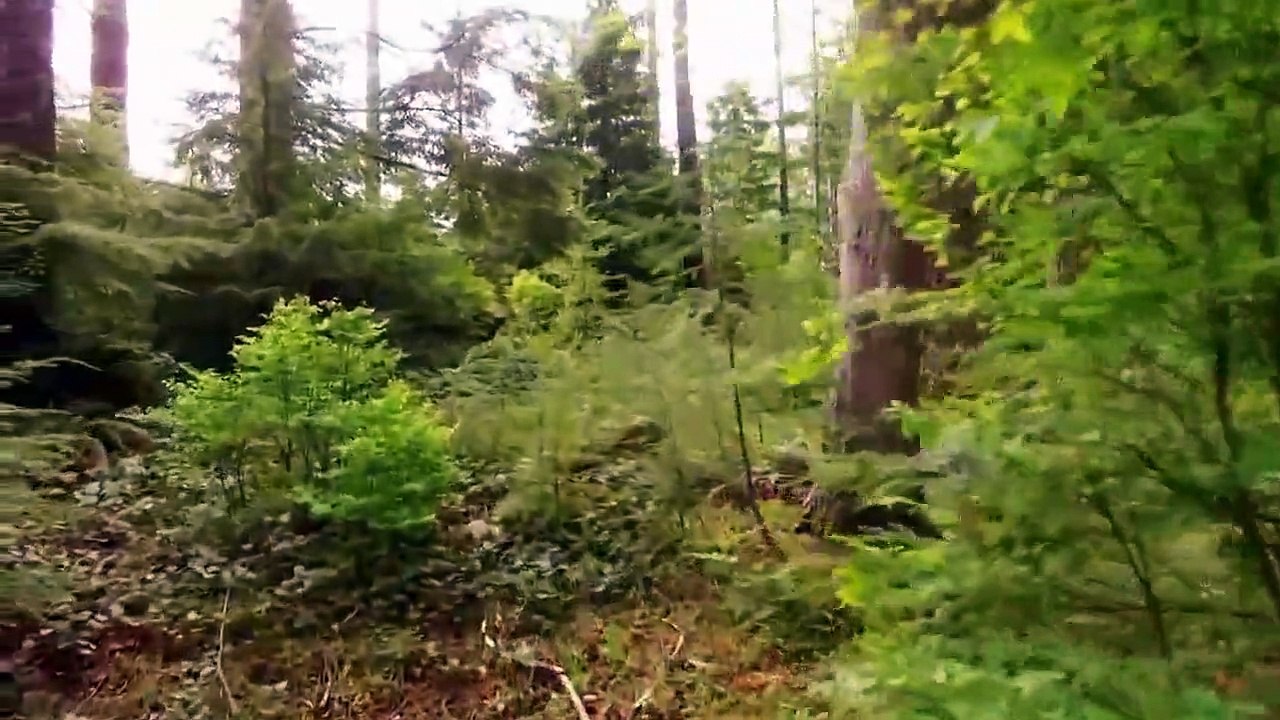 I Was Prey - Se3 - Ep10 - Mauled in the Mountains HD Watch