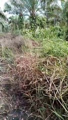 Sawit terbengkalai sudah 4  5 tahun nggak di rawat kini dalam proses perbaikan