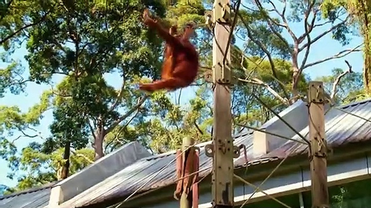 Meet the Orangutans - Se1 - Ep06 HD Watch