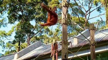 Meet the Orangutans - Se1 - Ep06 HD Watch