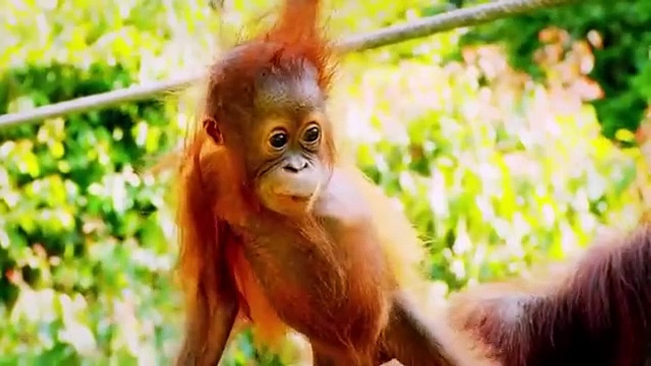 Meet the Orangutans - Se1 - Ep08 HD Watch