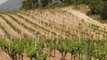 Les vins de Corse : cours académie du vin