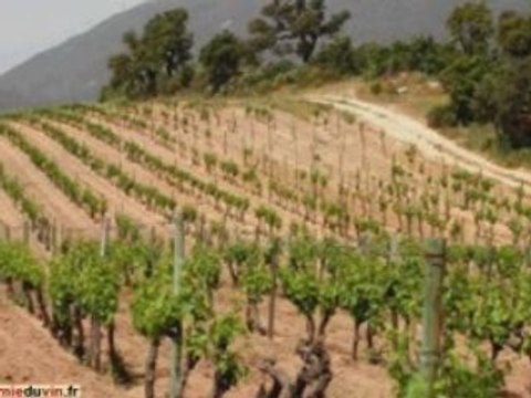 Les vins de Corse : cours académie du vin