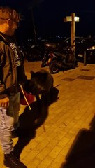 Man Bullied by Boars