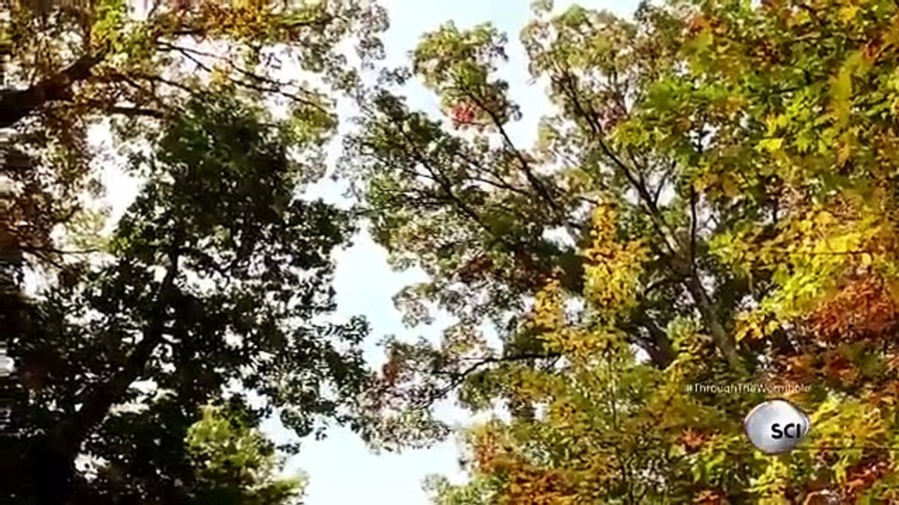 Through the Wormhole - Se5 - Ep05 HD Watch