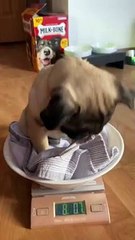 8 Pounds of Cuteness