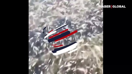 Soğuk hava nedeniyle balıklar göllerde dondu