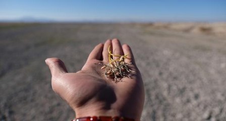 KONYA OVASI'NIN 3'TE 2'SİNDE 'KURAKLIK' HASARI