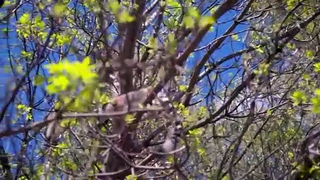 Inside Taronga zoo - Se1 - Ep04 HD Watch