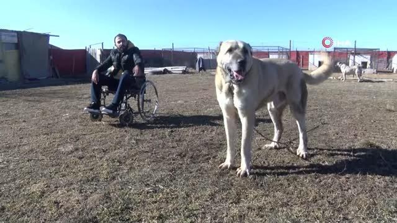 Engelini beslediği Kangal köpekleriyle aşmayı başardı