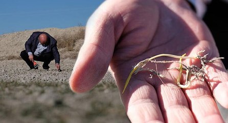 Konya Ovası’nın 3’te 2’sinde ‘kuraklık’ hasarı