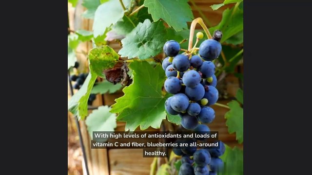 Best food for Healthy Kidneys