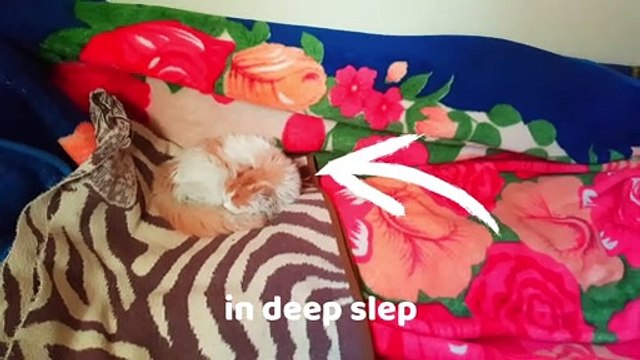 Hungry Cats The funniest cat reaction videos when they sense food on Dailymotion