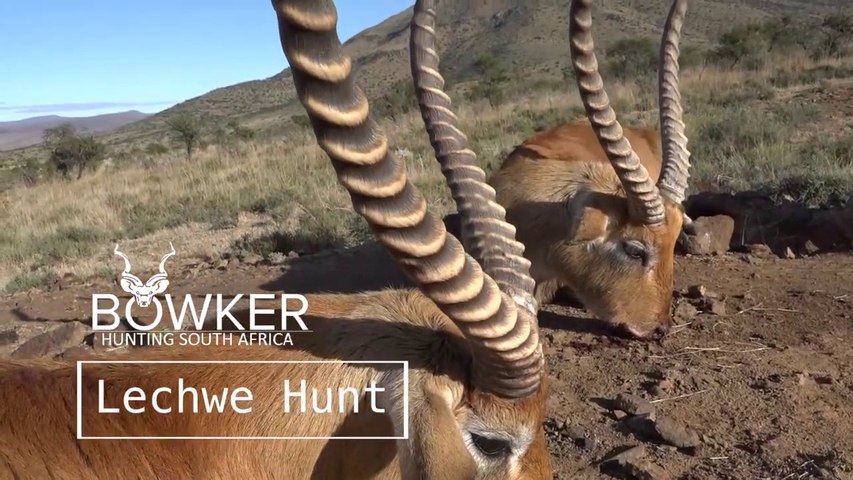 Red Lechwe hunt with Nick Bowker Safaris - video Dailymotion