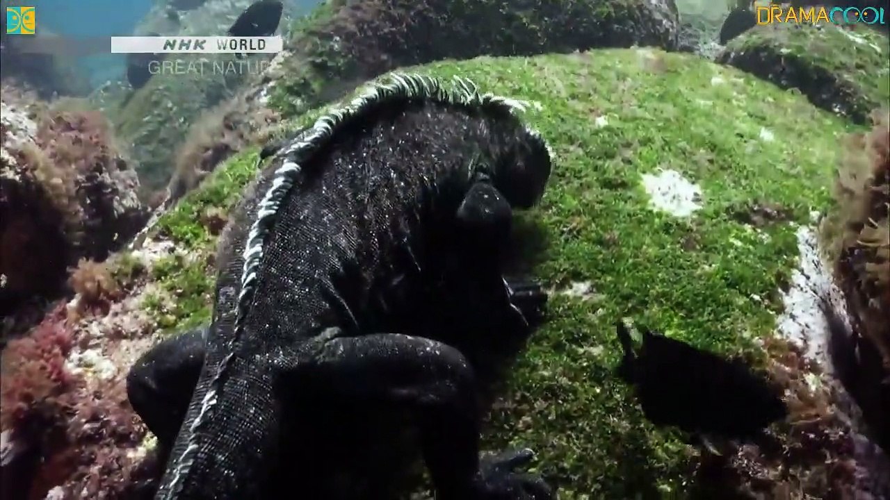 Great Nature - The Great Evolution of Iguanas (2015) Watch HD