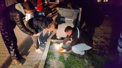 7 AYDA BAKTIĞI 6 KEDİDEN 5'İ ÖLDÜRÜLDÜ, 1'İ KAYBOLDU