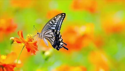 مسلسل جزائري اللاعب الحلقة 17