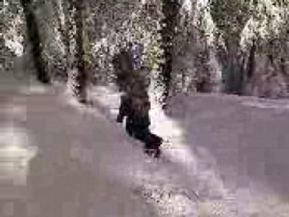 La neige c'est cool vol 2 (les arbres et la neige)