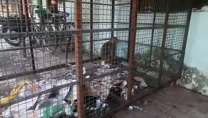 मशक्कत के बाद पकड़ में आया लोगों को घायल करने वाला मंकी